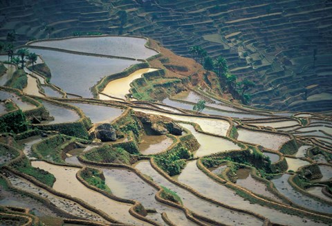 Framed Flooded Rice Terraces of Honghe, China Print