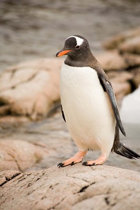 Framed Antarctica. Adult Gentoo penguins on rocky shoreline. Print