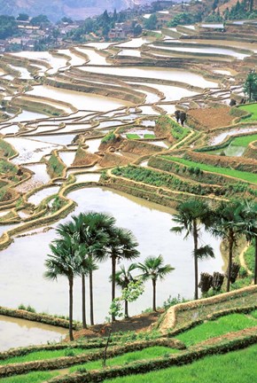 Framed Asia, China, Yunnan Province, Jiayin. Flooded Terraces Print