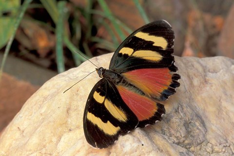 Framed Orange/Yellow Butterfly, Gombe National Park, Tanzania Print