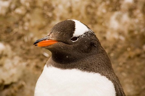 Framed Fledgling Gentoo Penguin, Antarctica Print