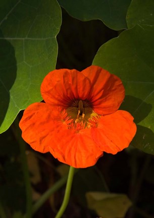 Framed Africa, Malawi, Zomba, Flower at Hotel Sunbird Ku Chawe Print