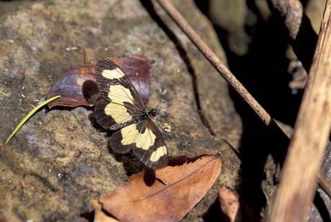 Framed Yellow Butterfly, Gombe National Park, Tanzania Print