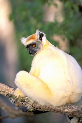 Framed Africa, Madagascar, Daraina. Golden-crowned Sifaka Print