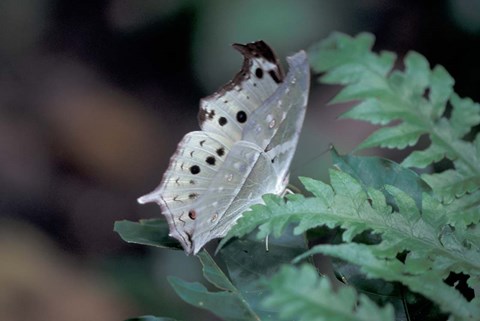 Framed White Butterfly, Gombe National Park, Tanzania Print