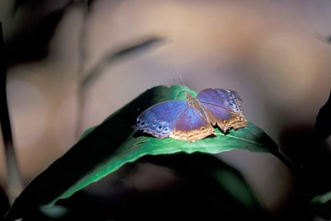 Framed Colorful Butterfly Wings, Gombe National Park, Tanzania Print