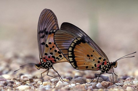 Framed pair of Butterflies, Gombe National Park, Tanzania Print