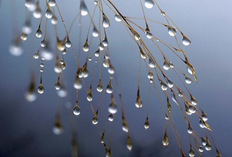 Framed Dewdrops, Huansan, China Print