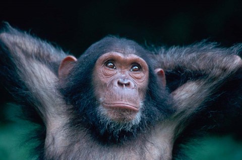 Framed Female Chimpanzee Stretching, Gombe National Park, Tanzania Print