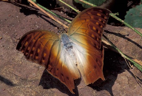 Framed Detail of Butterfly Wings, Gombe National Park, Tanzania Print