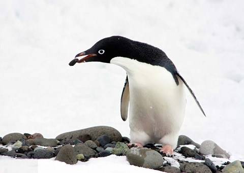 Framed Adelie Penguin (Pygoscelis Adeliae) at Paulet Island, Antarctica Print