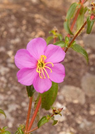 Framed Africa; Malawi; Mt Mulanje; Pink flower on Mt. Mulanje Print