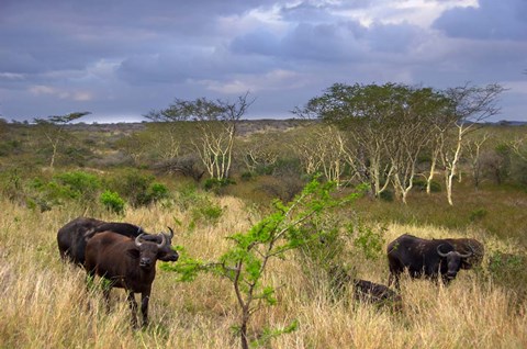 Framed Cape Buffalo, Zulu Nyala Game Reserve, Hluhluwe, Kwazulu Natal, South Africa Print