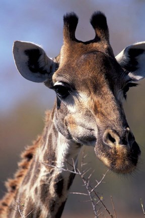 Framed Close-up of Giraffe Feeding, South Africa Print
