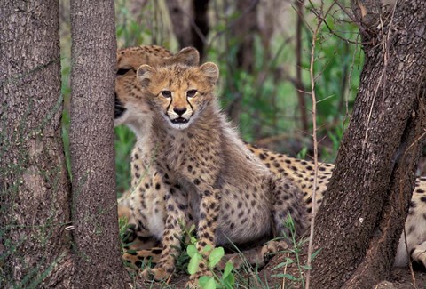 Framed Cheetah Cubs, Phinda Preserve, South Africa Print