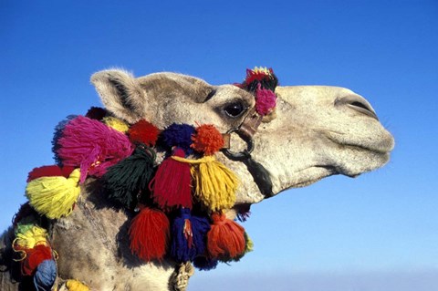 Framed Colorfully Decorated Tourist Camel, Egypt Print