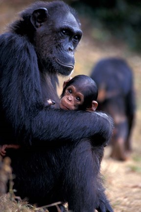 Framed Female Chimpanzee Cradles Newborn Chimp, Gombe National Park, Tanzania Print