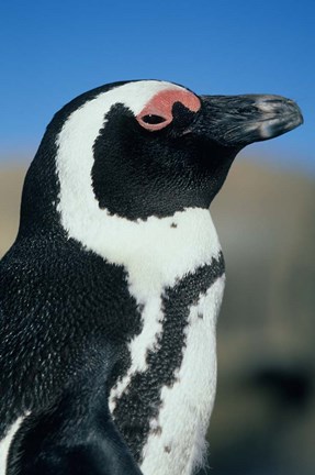 Framed Close up of an African Penguin, Cape Peninsula, South Africa Print