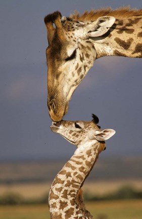 Framed Giraffe, Masai Mara, Kenya Print