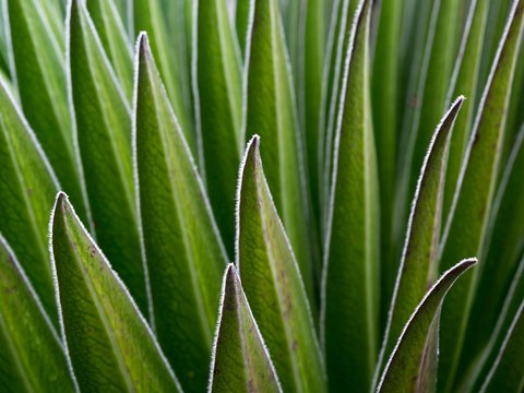 Framed Giant Lobelia rosette of leaves, Kenya Print