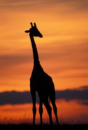 Framed Giraffe Silhouetted, Masai Mara Game Reserve, Kenya Print