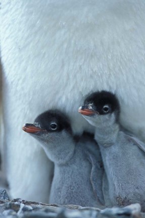 Framed Gentoo Penguin Chicks, Port Lockroy, Wiencke Island, Antarctica Print