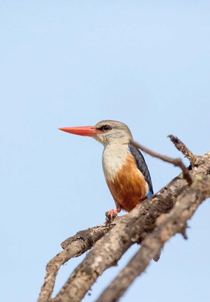 Framed Grey-headed Kingfisher, Tanzania Print