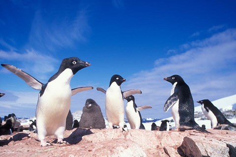 Framed Adelie Penguin Rookery, Petermann Island, Lemaire Channel, Antarctica Print
