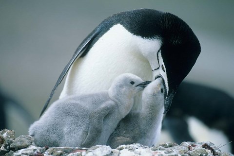 Framed Chinstrap Penguins, Deception Island, Antarctica Print