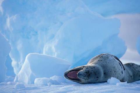 Framed Antarctica, Boothe Isl, Lemaire Channel, Leopard Seal Print