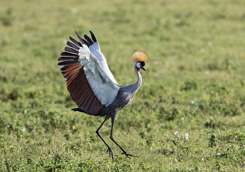 Framed Africa, Tanzania, Ngorongoro Crater. Grey Crowned Crane dancing. Print