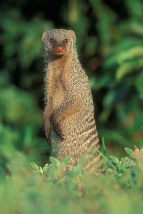 Framed Botswana, Chobe NP, Banded Mongoose river bank Print