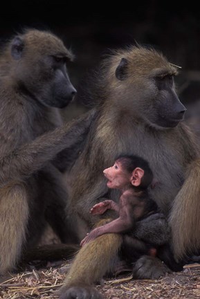 Framed Botswana, Chobe NP, Chacma Baboon primate, Chobe River Print