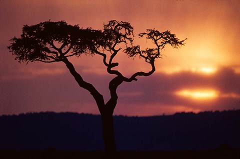 Framed Acacia Tree as Storm Clears, Masai Mara Game Reserve, Kenya Print