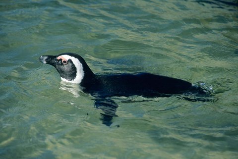 Framed African Penguin swimming, Cape Peninsula, South Africa Print