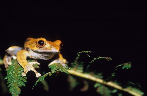 Framed Frog in the Analamazaotra National Park, Madagascar Print
