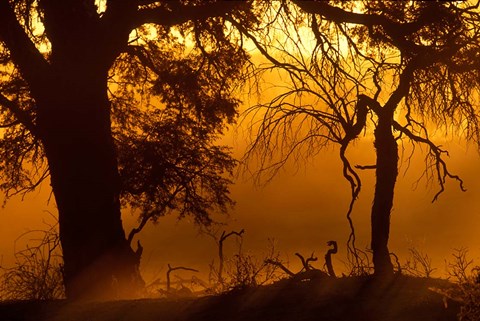 Framed Dust Hanging in Air, Auob River Bed, Kgalagadi Transfrontier Park, South Africa Print
