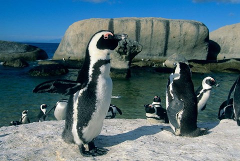 Framed African Penguins, South Africa Print