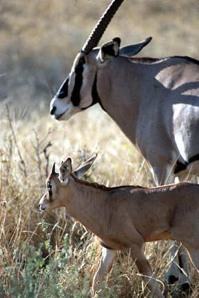 Framed Beisa Oryx and Calf, Kenya Print