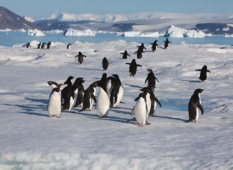 Framed Adelie Penguins, Devil Island, Antartica Print