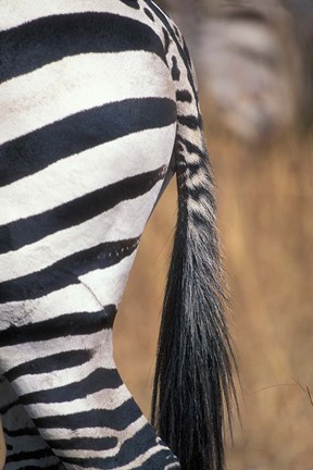 Framed Close-Up of Plains Zebra, Masai Mara Game Reserve, Kenya Print