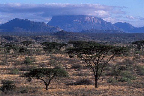 Framed Acacia and Distant Massif North of Mt Kenya, Samburu National Reserve, Kenya Print