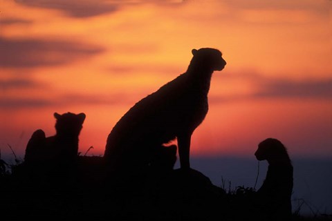 Framed Cheetah Silhouetted By Sunset, Masai Mara Game Reserve, Kenya Print