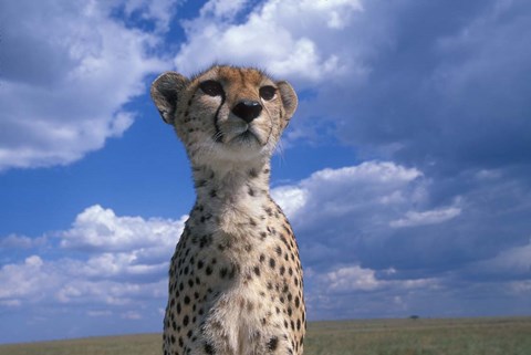 Framed Cheetah Surveying Savanna, Masai Mara Game Reserve, Kenya Print