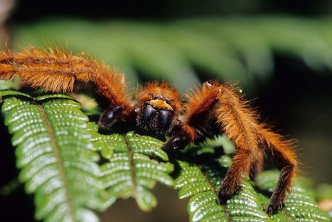 Framed Close-up of Tarantula on Fern, Madagascar Print