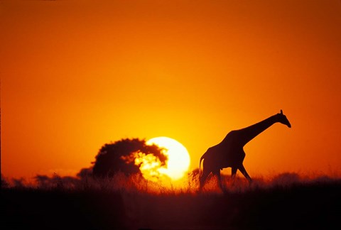 Framed Giraffe Walks Past Setting Sun, Chobe River, Chobe National Park, Botswana Print