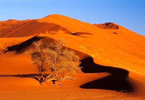 Framed Elim Dune Overcomes, Sesriem, Namib Naukluft Park, Namibia Print