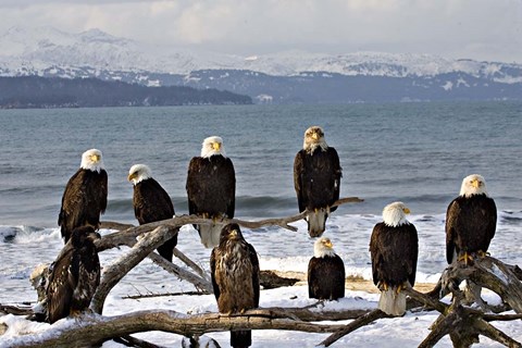 Framed Bald Eagles in Winter, Homer, Alaska Print