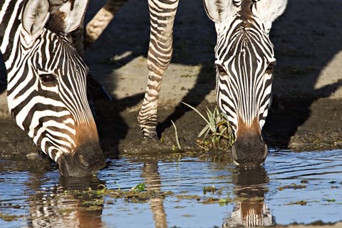 Framed Burchell&#39;s Zebras Drinking, Tanzania Print