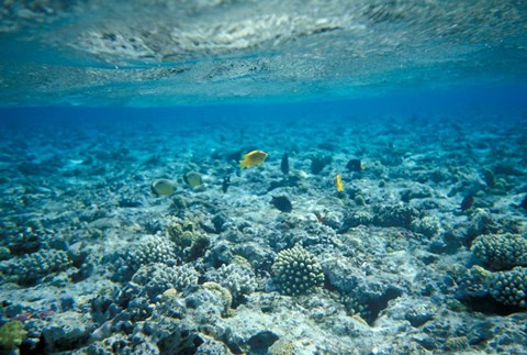 Framed Crystal Clear Waters and Sea Life of the Red Sea, Egypt Print